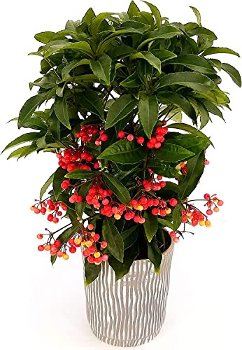 Planta Típica Navidad | DECOALIVE | Ardisia Crenata | Arbusto con Bayas Rojas