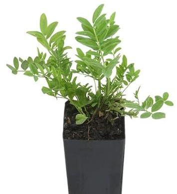 Planta de Ruda Natural Ruta Graveolens Planta Aromática