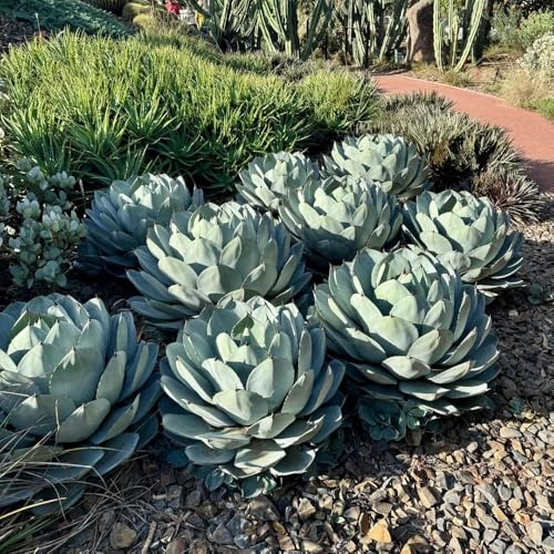 Semi di agave, rare americana resistenti per il giardino semi per aiuole rialzate prodotti sostenibili verdi da esterno regali giardinieri 55pcs