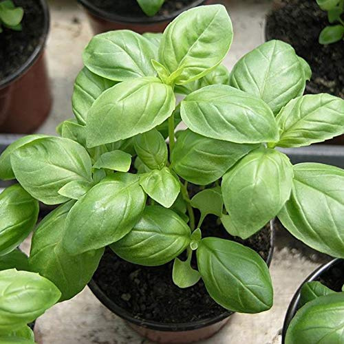 puran 500pcs / Sac De Graines pour La Plantation, Graines De Basilic Citron Vert Vivace Thérapeutique Naturelle pour Serre Graines de Basilic au Citron