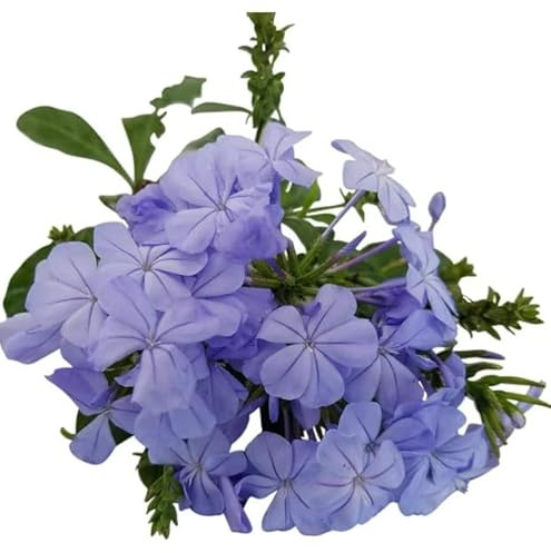 Jazmín Azul Natural Planta Arbustiva con Flores Azules para Jardines o Terrazas