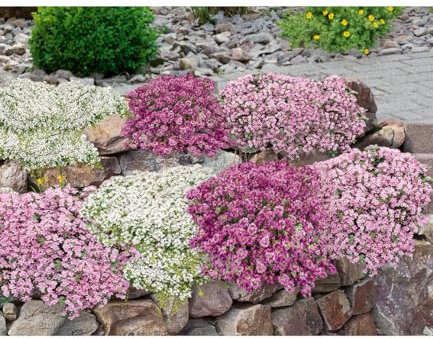 BALDUR Garten Bodendecker-Set Thymian,9 Pflanzen, locken Bienen und Insekten an, intensiver angenehmer Duft, winterhart, trockenheitsresistent, pflegeleicht, ideal für Beet & Naturgarten