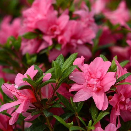 Pianta vera di Azalea Encore Empress - Diametro Vaso Ø 18 cm