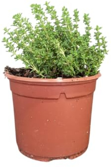 Hierba de Tomillo Natural Planta Mediterránea con Gran Aroma