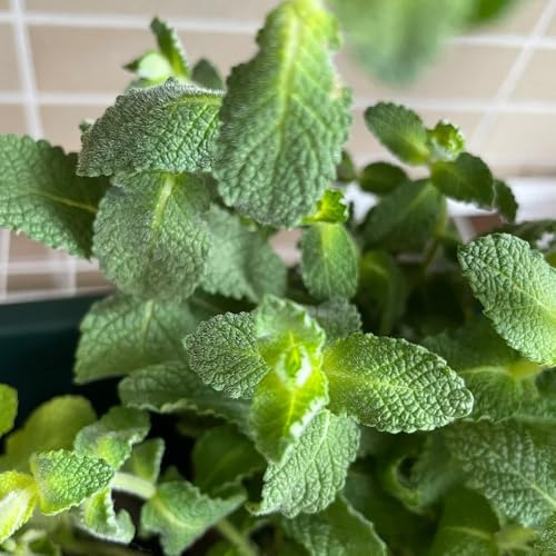 Semi di menta mela, vecchie varietà resistenti per il giardino prodotti sostenibili semi di selvatiche per giardino di aromatiche 400pcs