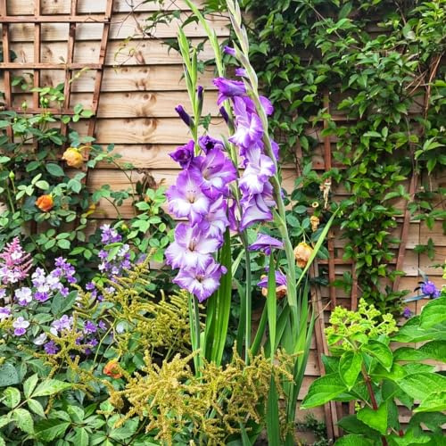 gladioli gladiolo decorazione soggiorno autunnali resistenti in 10bulbi