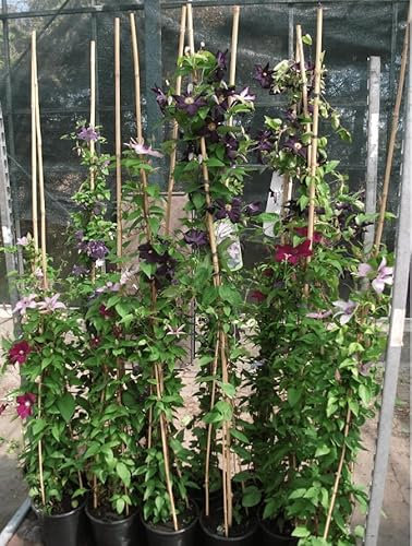 Clematis Hybride 'Blekitny Aniol' 100-150 cm – Winterhart, Mehrjährig, Pflegeleicht – Waldrebe – Kletterpflanze für Pergola & Rankhilfe