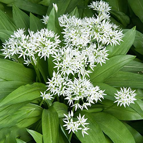semillas de ajo silvestre - ajo silvestre orgánicas cubrir el suelo Balcón de jardín cobertura del suelo verdes del jardín Semillas, 400semillas