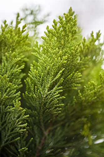 Gelbe Scheinzypresse Chamaecyparis lawsoniana Alumigold 60-80 cm winterhart