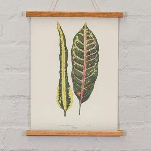 Taskar Magnetischer Poster-Aufhänger, Eichenholz, 430 mm, A3/A2