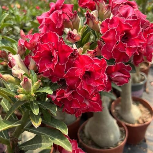 Adenium obesum bulbi,perenni,Tagliare,Rosa del Deserto Pianta vera,Adenium obesum,resistenti al freddo,bulbi rosa del deserto(non artificiali)- 3tuberi-D