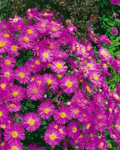 Aster dumosus 'Starlight' 9x9 cm Topf – Winterhart, Mehrjährig, Pflegeleicht – Kissen-Aster – Beetstaude für Garten & Rabatte
