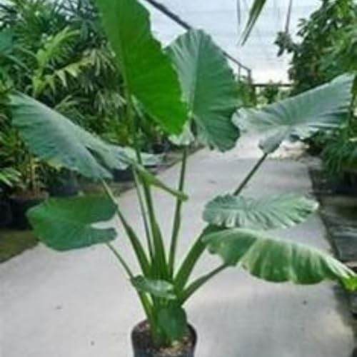 Oretes de elefante - Variedad perenne resistente al frío - adecuado para embellecer parterres de jardín-15 bulbos-E