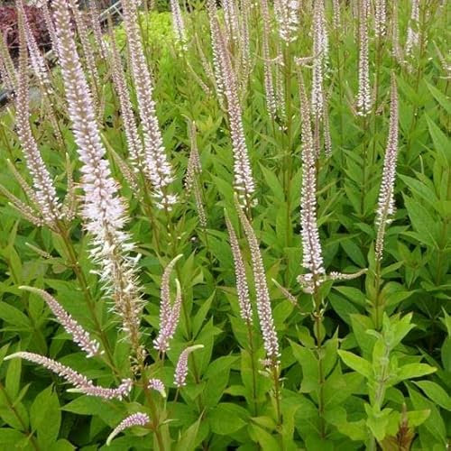 6x Kandelaber-Ehrenpreis 'Pink Glow' - Veronicastrum virginicum 'Pink Glow' - Topf 9x9cm - Rosa Blütenstaude
