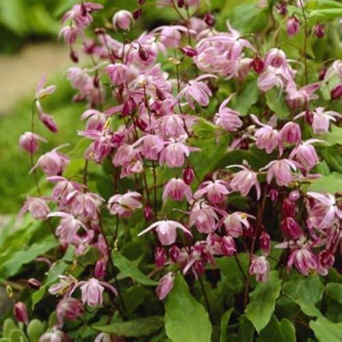 6x Elfenblume 'Roseum' - Epimedium youngianum 'Roseum' - Topf 9x9cm - Rosa Blütenstaude