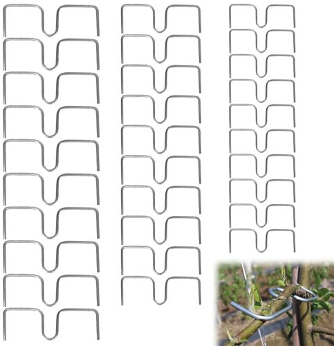 Gxlaihly 30 Stück Aststütze für Obstbäume, 8,10,13 cm, Metall M Förmiger Astspreizer, Astspreizer für obstbäume, Astzieher Halter für Obstzweige, für Gartenbäume,Garten Wachsen Unterstützung