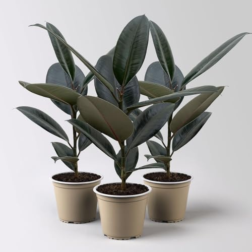 Gummibaum, Ficus 'Abidjan', Topf-Ø 12 cm, 3 Pflanzen