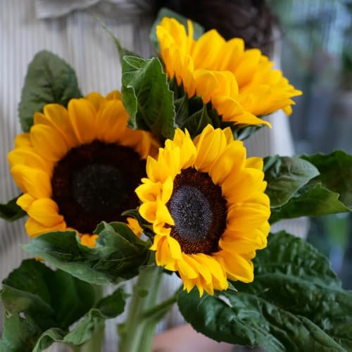 Sonnenblumensamen, blumensamen geschenk Sunflowers, Helianthus annuus, pflanzensamen alte sorten wildblumensamen mehrjährig winterhart gewächshaus balkon 300pcs