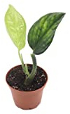 Monstera Peru - 3'' from California Tropicals
