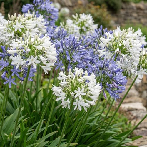 Agapanthus africanus Bleu-Blanc Twister - 4 Fleurs à Planter Exterieur - Vivaces & Rustique - Plante Exterieur Jardin - Naturelle Plantes de Hollande (pas de graines, non artificielle)