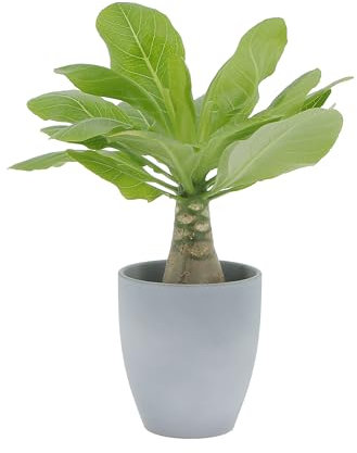 KENTIS - Brighamia Insignis Palma delle Hawaii - Piante Vere da Interni Succulenta - Pianta da Appartamento Ornamentale - H 25/35 cm Vaso Ø 12 cm