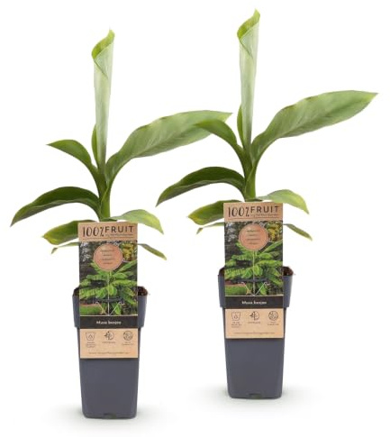 Green boutiQ - Plante fruitière - Musa Basjoo - Bananiers - Rustique - Vert - 2 Plantes - Pot 15cm - Hauteur 50cm