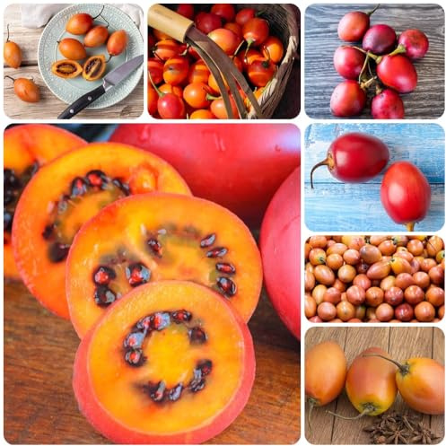 Semillas de tamarillo, semillas de tomate, exóticas semillas de Cyphomandra betacea 300pcs