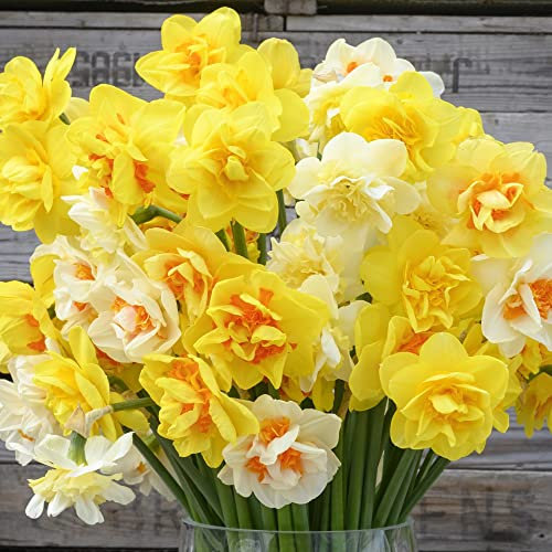 Daffodil ‘Double Classic Mixed’ Garden Flowering Yellow Spring Garden Plant Easy to Grow Collection 10x Hardy Bulbs by Thompson and Morgan