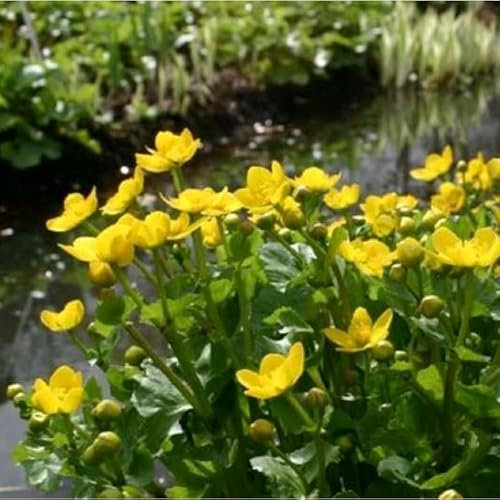 Caltha palustris, Marsh Marigold 50 Seeds- Perennial