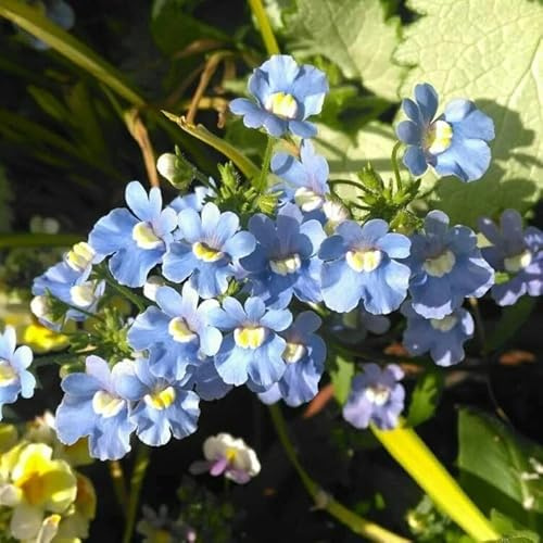 Lot de 500 Graines Semences - Nemesia BLEUE Intense - Fleur Jardin 30cm - 210
