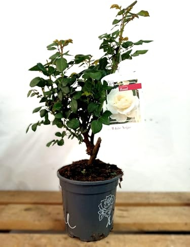 BotanicaUrbana-Rosal Grandiflora Princesa, Rosa con Bordes Fucsia, 50 cm de Altura, Maceta 15 cm, Floración Primavera a Verano