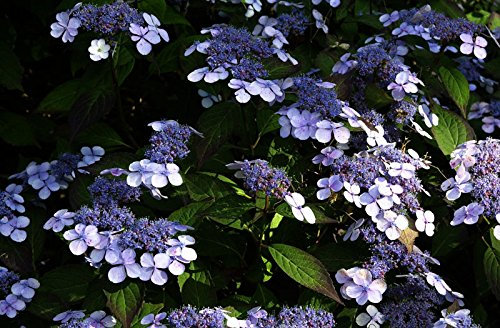 Hortensie Kleinwüchsige Gartenhortensie Bluebird Hydrangea serrata Bluebird 30-40 cm hoch