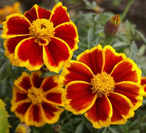 Seeds Marigolds Tagetes Red Yellow Indoor Balcony Annual Garden Flowers for Planting Non GMO