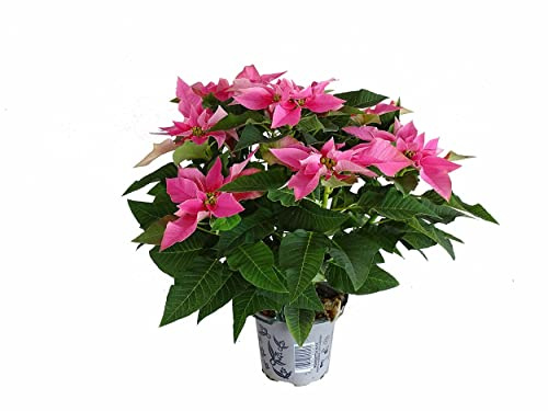 Planta Natural Flor de Pascua Rosa Princettia Flor de la Navidad Poinsettia Pascuero