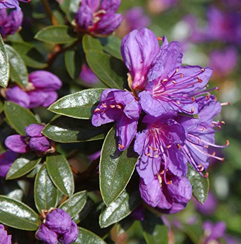 Zwerg Rhododendron Blue Wonder 20-25cm - Rhododendron russatum - Zwerg Alpenrose - lebende Gartenpflanze aus den Baumschulen