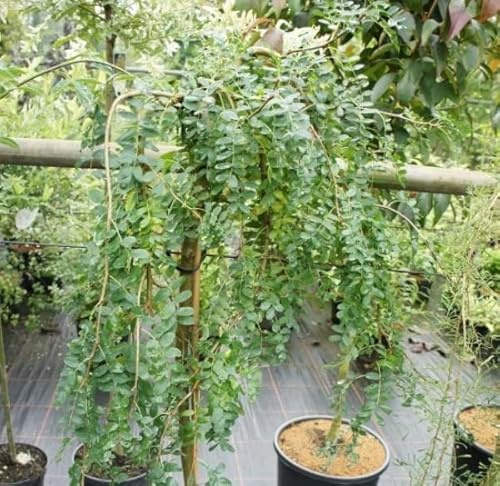 Hochstamm Gemeiner-Hängender-Erbsenstrauch - Caragana arborescens Pendula - Stamm 80cm + Krone