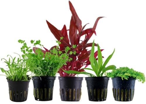 AquaOne Aquarium Pflanzen 5x Wasserpflanzen Set Vordergrund Alternanthera | Lilaeopsis Helanthium Micranthemum