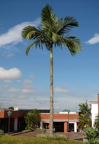 10 Graines de Palmier D'alexandre - Archontophoenix alexandrae – Palmier Royal d’Alexandra - Tropical Arbre Jardin - 364