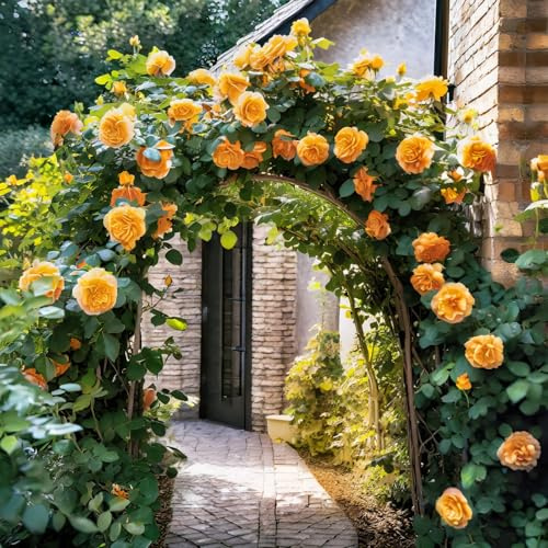 CUIKWA Rosenpflanzen/Rosensträucher/Hybrid Rose/hochwertige Rosen- / Rosenbälle/robuste ständige Staude Rose-2Zwiebel-F