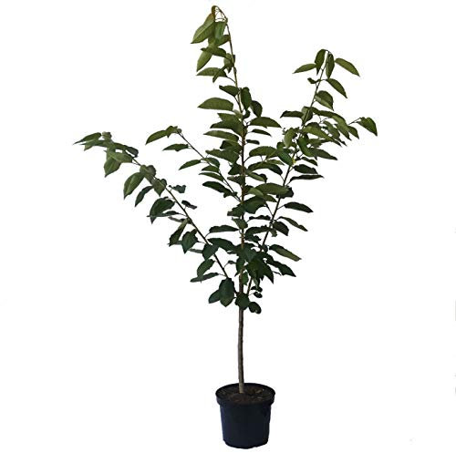 Familienbaum Duo Kirschbaum Kirsche Süßkirsche mit den Sorten Burlat und Lapins ca. 110-140 cm