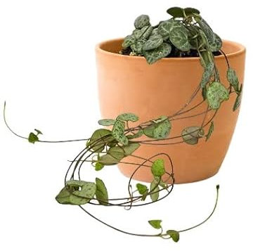 DECOALIVE Ceropegia Woodii con Maceta de Cerámica Planta Natural para Decorar el Hogar