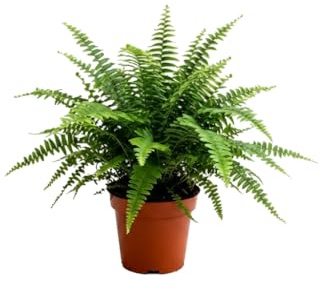 DECOALIVE Nephrolepis Exaltata - Helecho de Boston para Interior Decorativo con Maceta 14 cm de Diámetro y Planta 35 cm de Altura