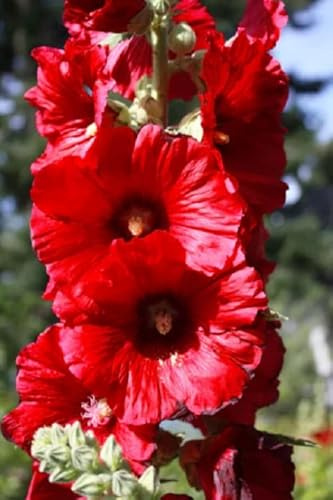 25 Bright Red Hollyhock Seeds Perennial Flower Garden Seed Flowers Seed Flower
