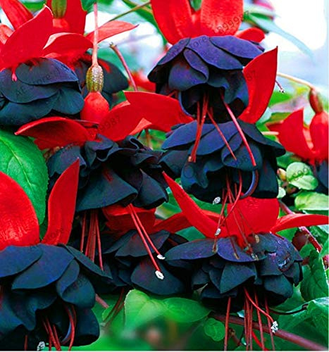 Graines de fleurs de fuchsia à double pétale fraîches à planter bleu foncé rouge paquet de 100 graines