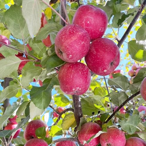 mele - mela biologici Coltivare ver appartamento siepi decorazion 400semi