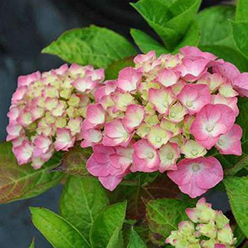 Hydrangea Macrophylla 'King George Vii'- Hortensia 'King George VII' 25-30 cm en conteneur
