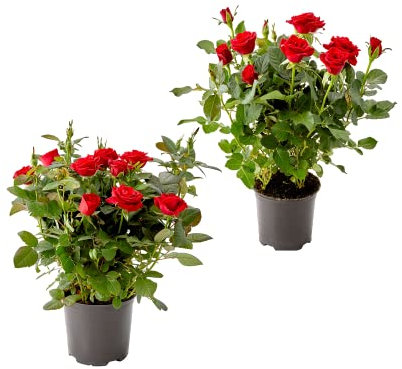 DECOALIVE Dos Plantas de Rosal Mini Plantas Naturales con Flores