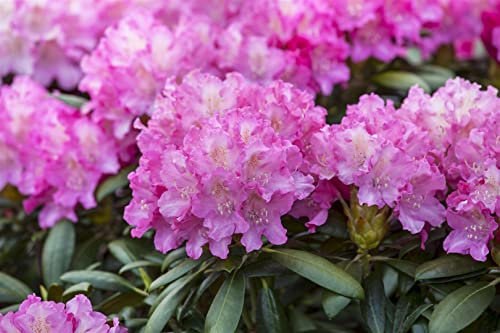 Rhododendron Hybride 'Anastasia' 60-70 cm – Winterhart, Immergrün, Mehrjährig – Rhododendron – Zierstrauch für Garten & Kübel