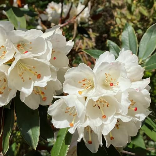 semillas de azalea, trepadoras rododendro trepadoras de exterior cobertura del suelo jardín en el balcón resistentes 20pcs