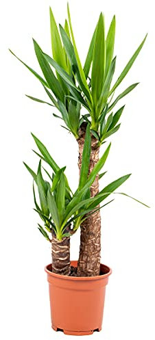 Bloomique - Yucca Elephantipes - Yucca Palme - Palmlilie - Zimmerpflanzen - Pflegeleicht - Luftreinigend - Höhe 60-70 cm - Topf 17 cm